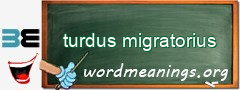 WordMeaning blackboard for turdus migratorius